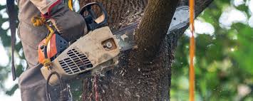 Reliable Centre, AL Tree Services Solutions