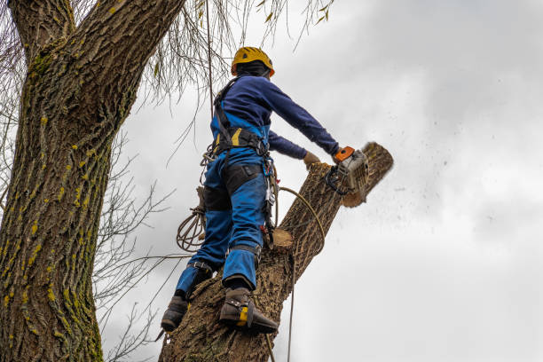 Mulching Services in Centre, AL