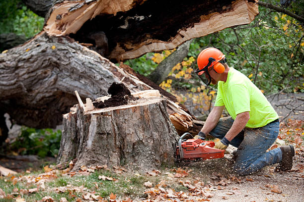 Best Storm Damage Tree Cleanup  in Centre, AL