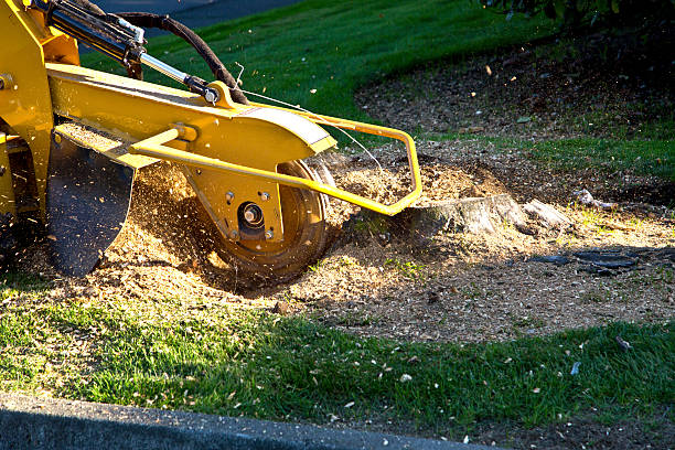  Centre, AL Tree Services Pros